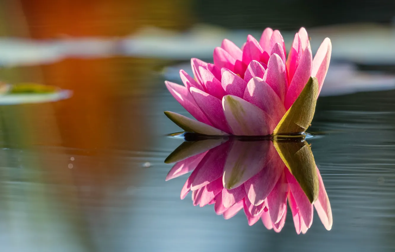 Photo wallpaper flower, water, light, nature, lake, pond, reflection, pink