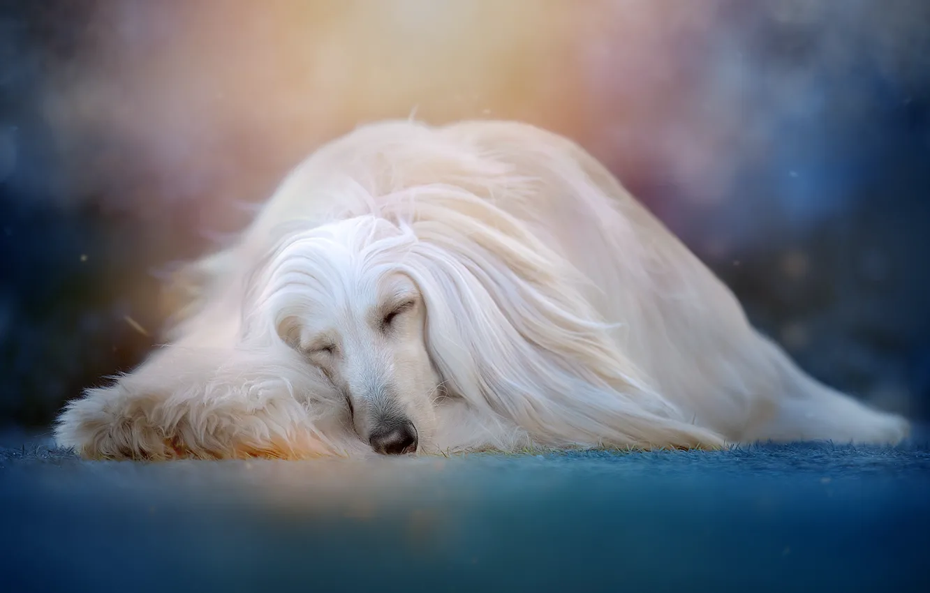Photo wallpaper animal, sleep, dog, dog, bokeh, Svetlana Pisareva
