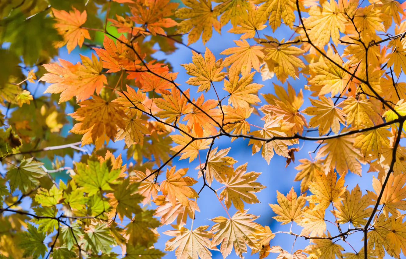 Photo wallpaper autumn, leaves, view, bottom, yellow, Autumn lifs