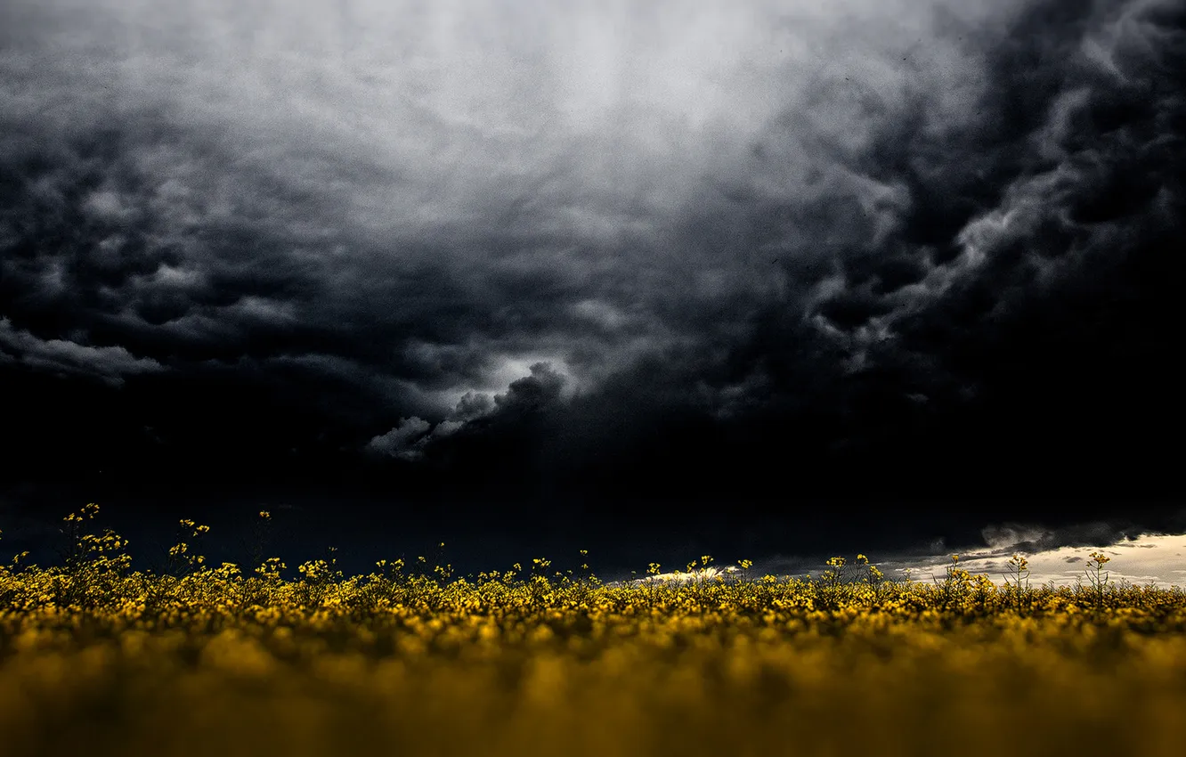 Photo wallpaper flowers, storm, field of gold, gray clouds