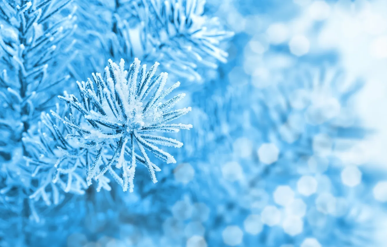 Photo wallpaper frost, branches, tree