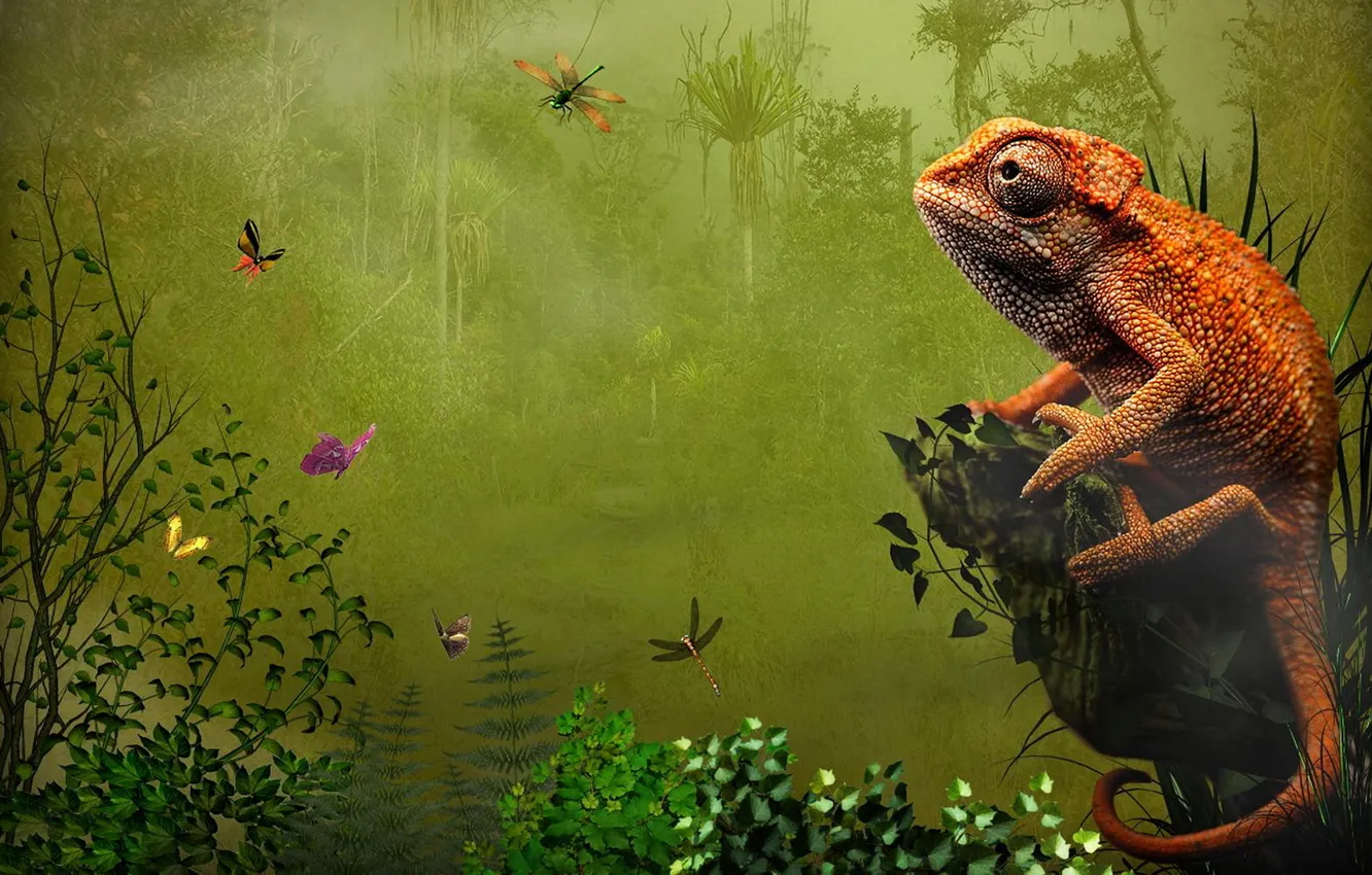 Photo wallpaper chameleon, stones, butterfly