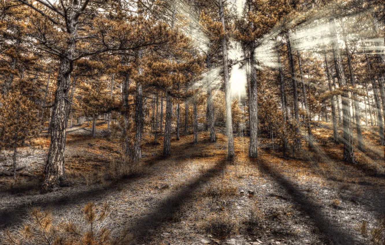 Photo wallpaper forest, the sun, rays, HDR, coniferous