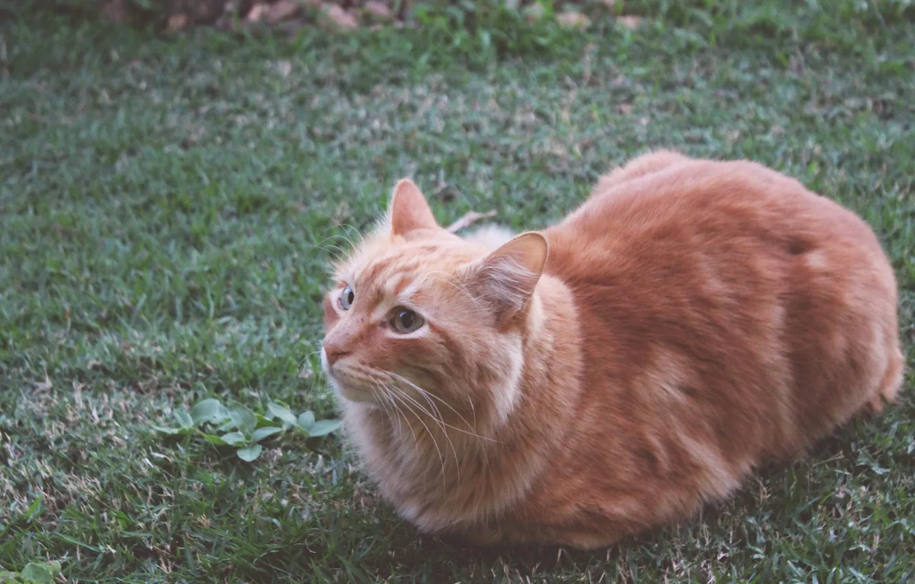 Photo wallpaper grass, cat, ryzhyi