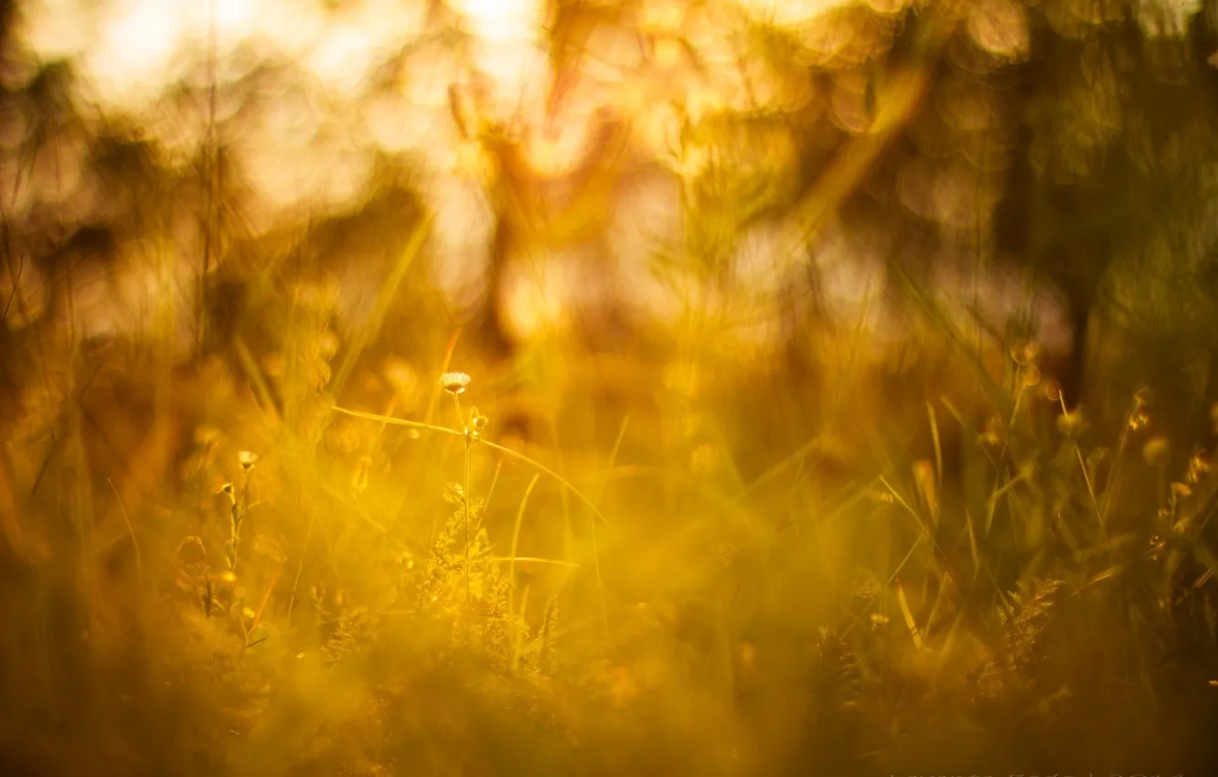 Photo wallpaper summer, grass, the sun, macro, light