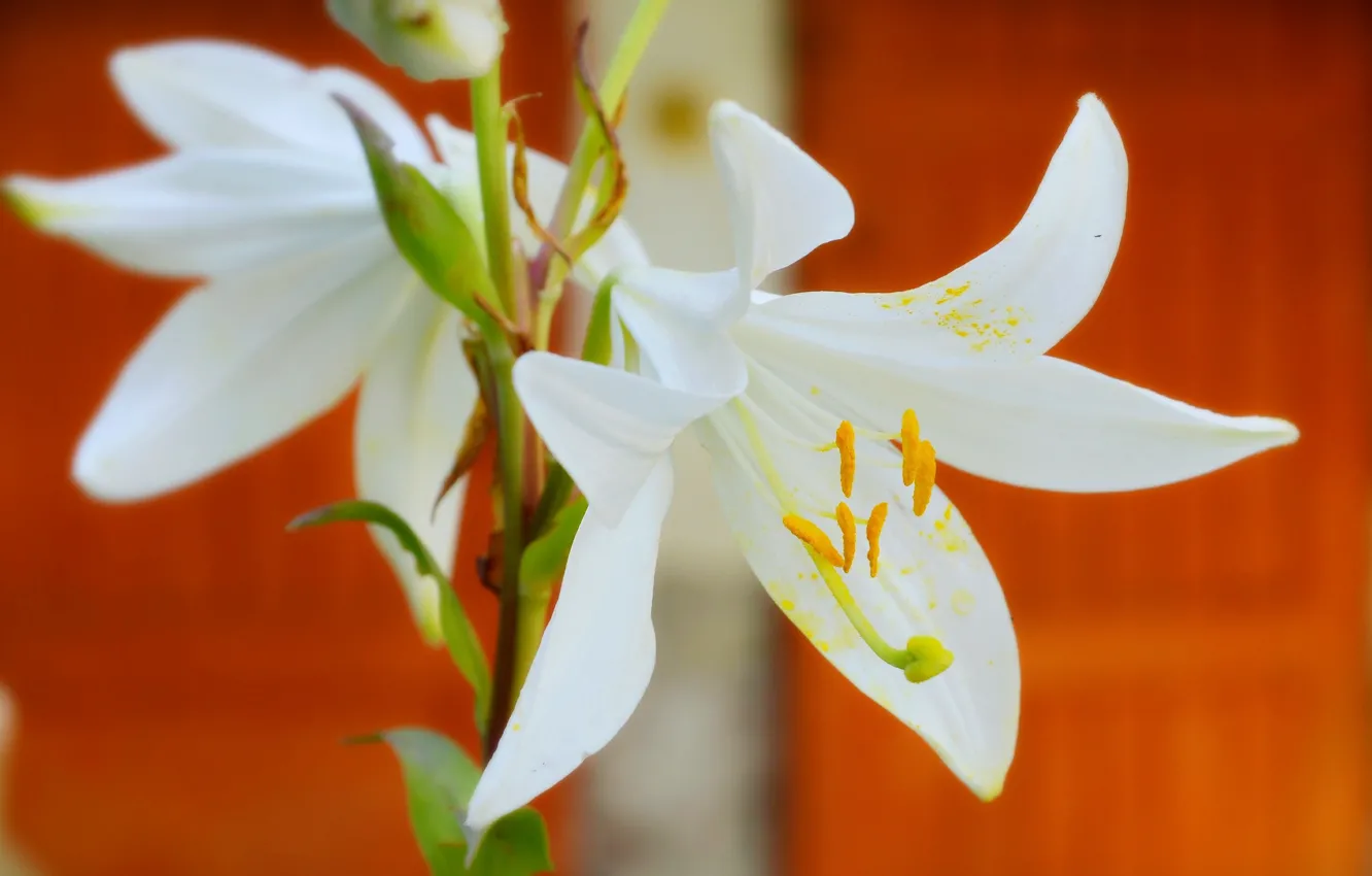 Photo wallpaper Lily, white lilies, White lily