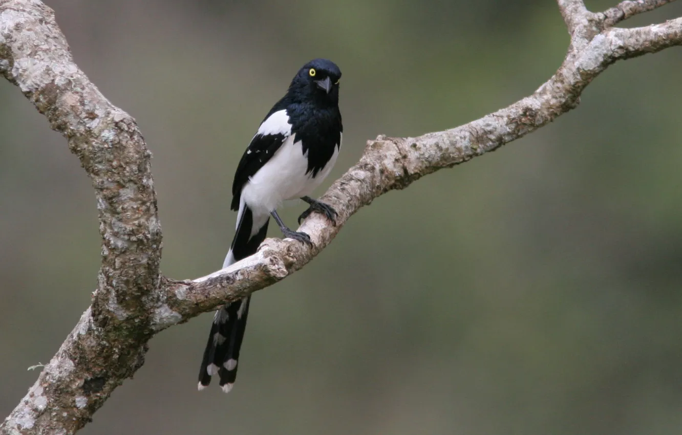 Photo wallpaper bird, branch, yellow eyes, black &amp; white, Tiêtinga