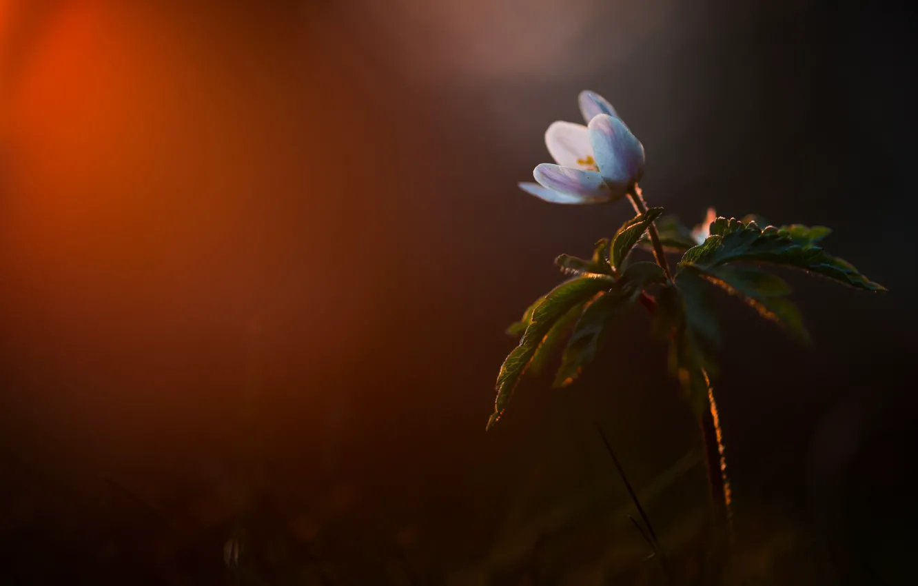 Photo wallpaper flowers, nature, spring