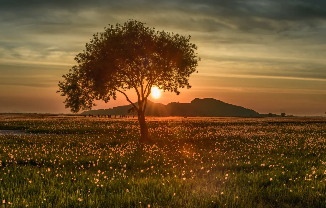 Photo wallpaper field, the sky, grass, the sun, clouds, rays, light, trees