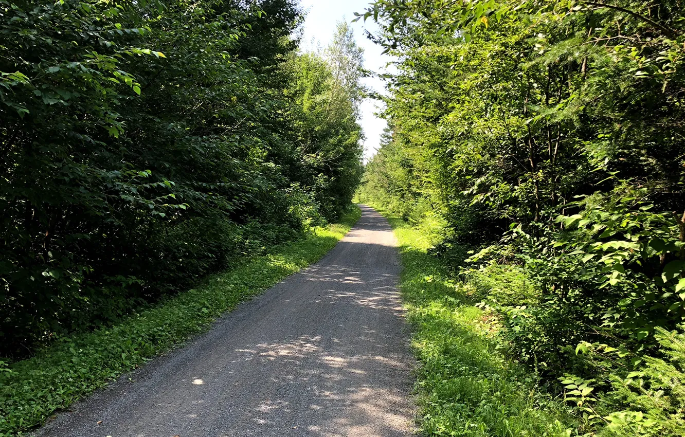 Photo wallpaper forest, trees, Summer, gravel biking, cycling path