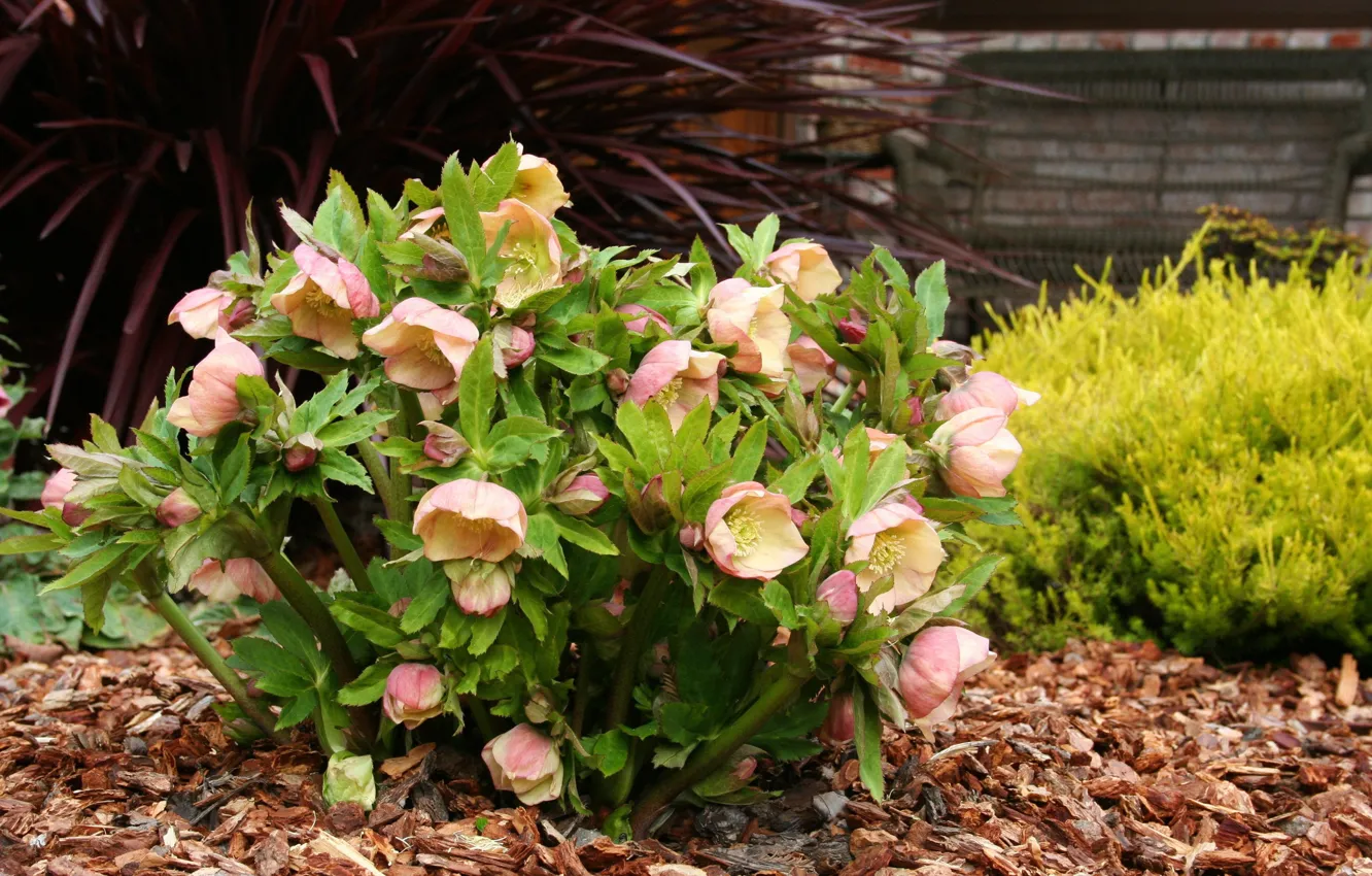 Photo wallpaper flowerbed, bushes, hellebore, Helleborus, chips