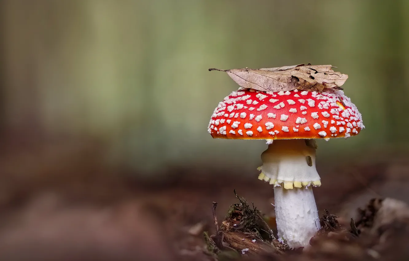 Photo wallpaper autumn, nature, background, mushrooms, leaf, mushroom, bokeh, Dry