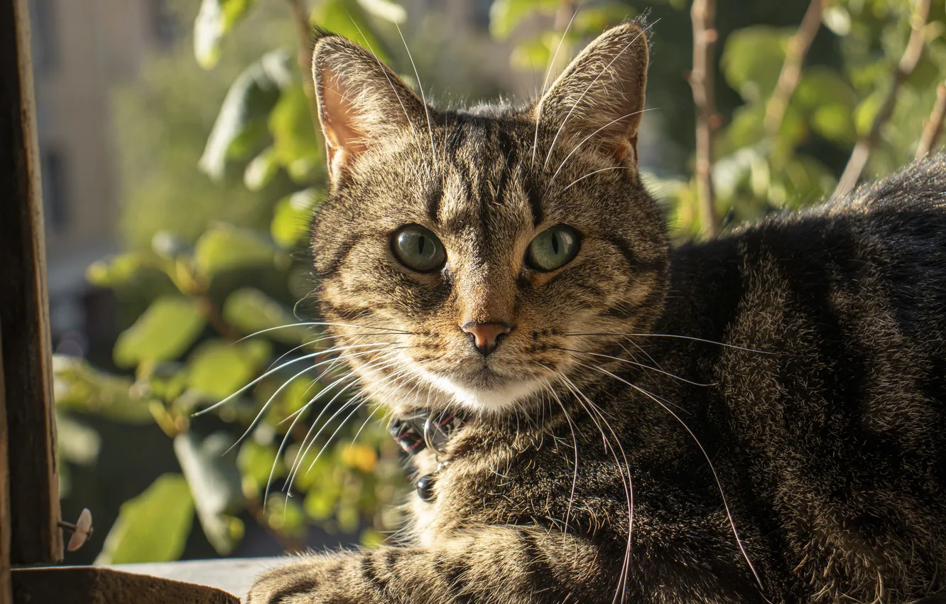 Photo wallpaper greens, cat, eyes, light, chuchi, Archanicum, Canon 200D