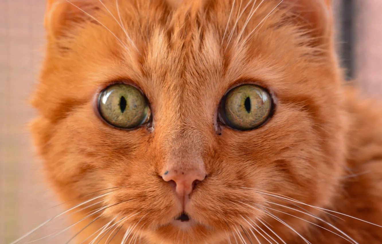 Photo wallpaper cat, look, red, muzzle, Kote, eyes, cat