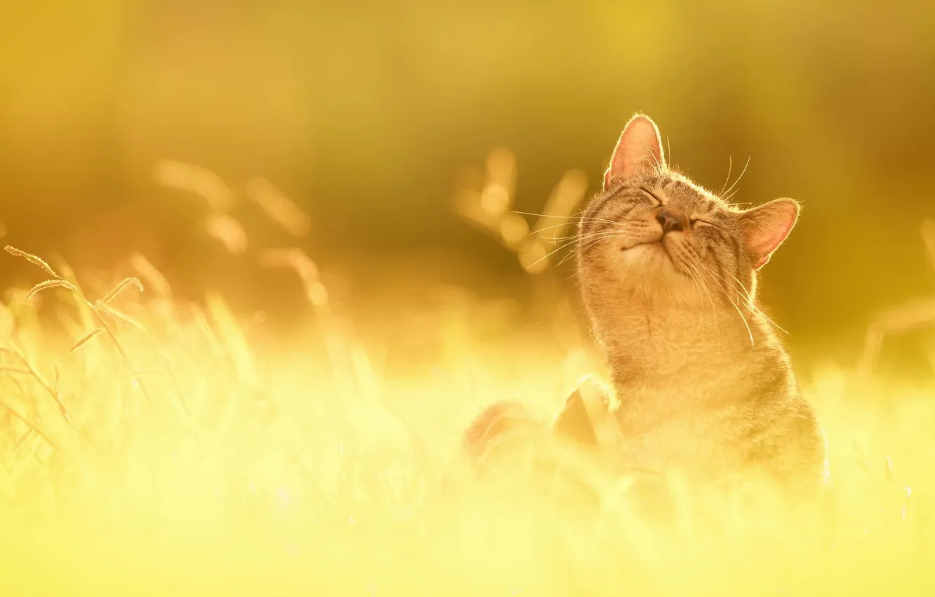 Photo wallpaper grass, the sun, happiness, nature, Cat