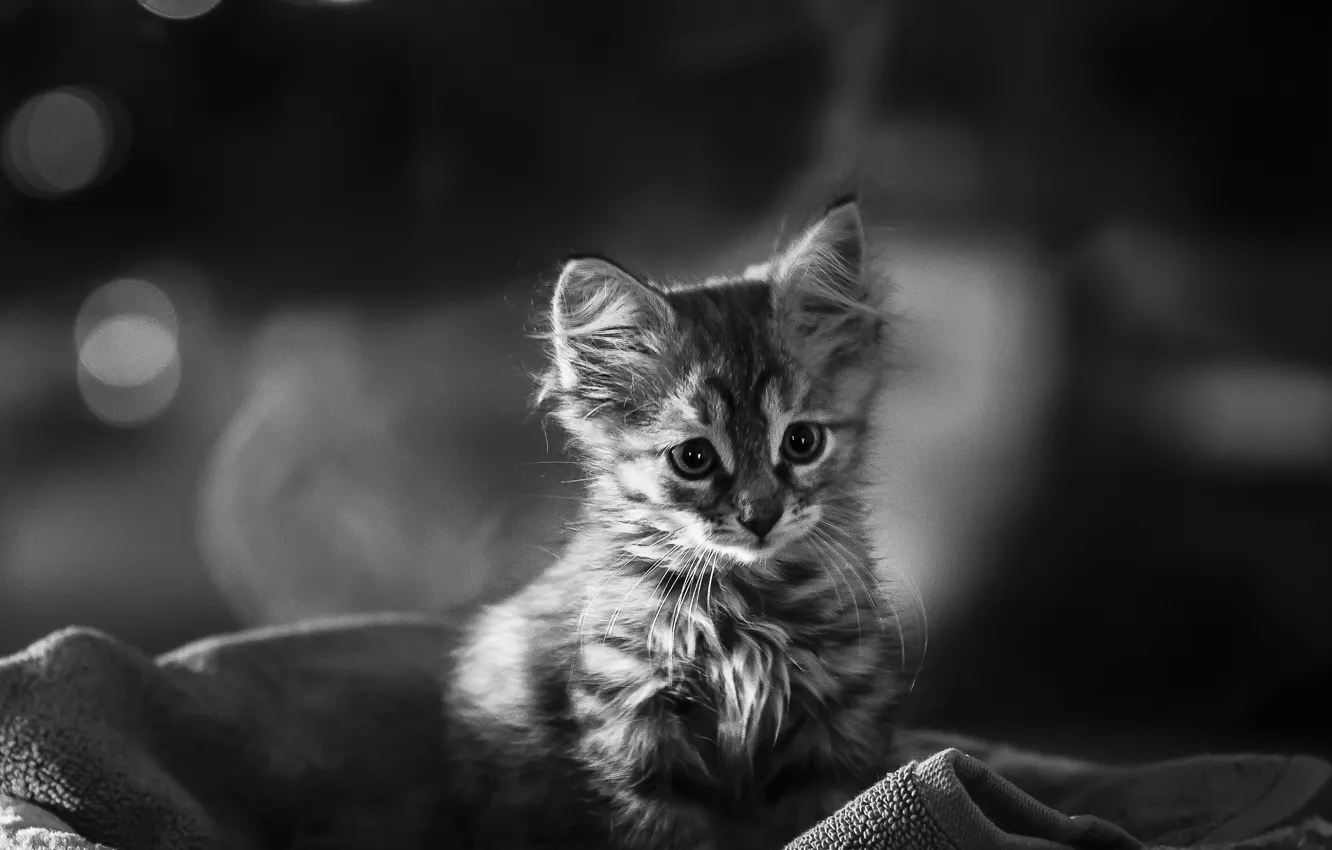 Photo wallpaper baby, black and white, kitty, monochrome
