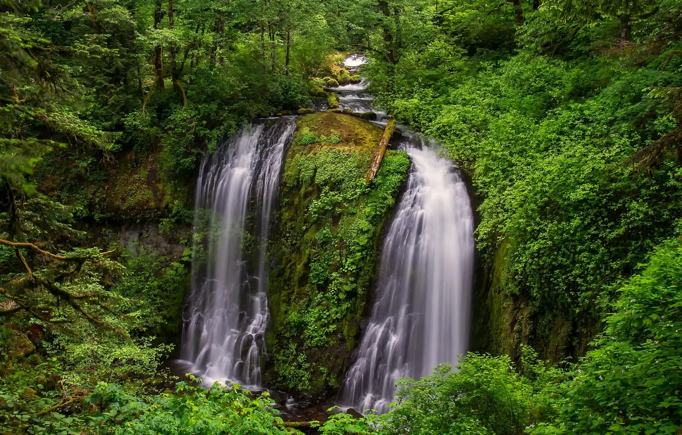 Photo wallpaper forest, trees, thickets, waterfall, stream