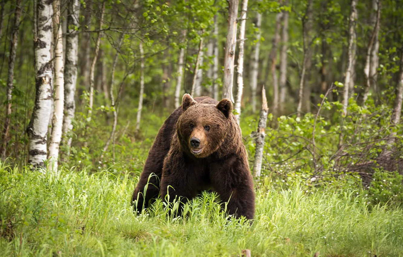Photo wallpaper forest, bear, Finland