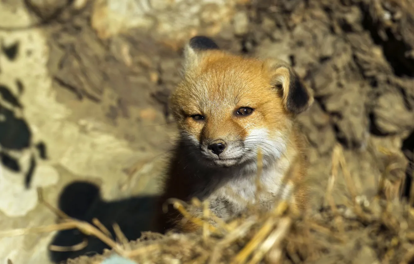 Photo wallpaper light, nature, shadow, baby, Fox, face, bokeh, narrowed