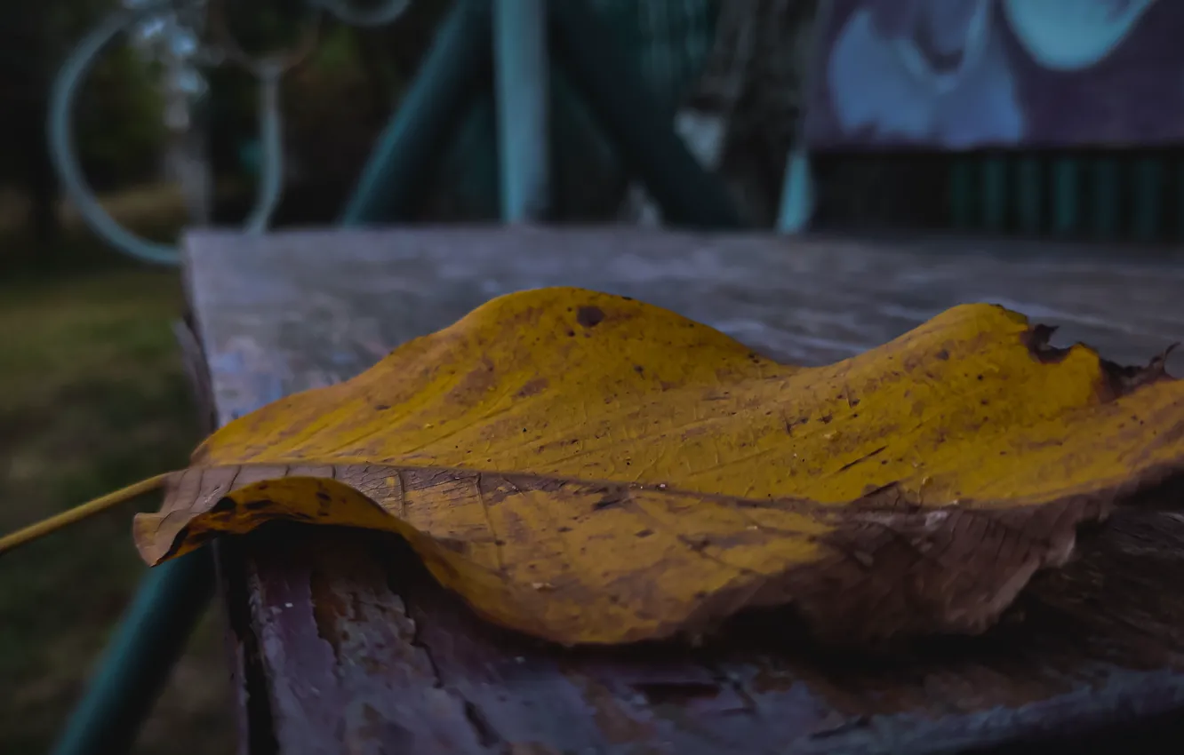Photo wallpaper autumn, bench, yellow, overcast, leaf