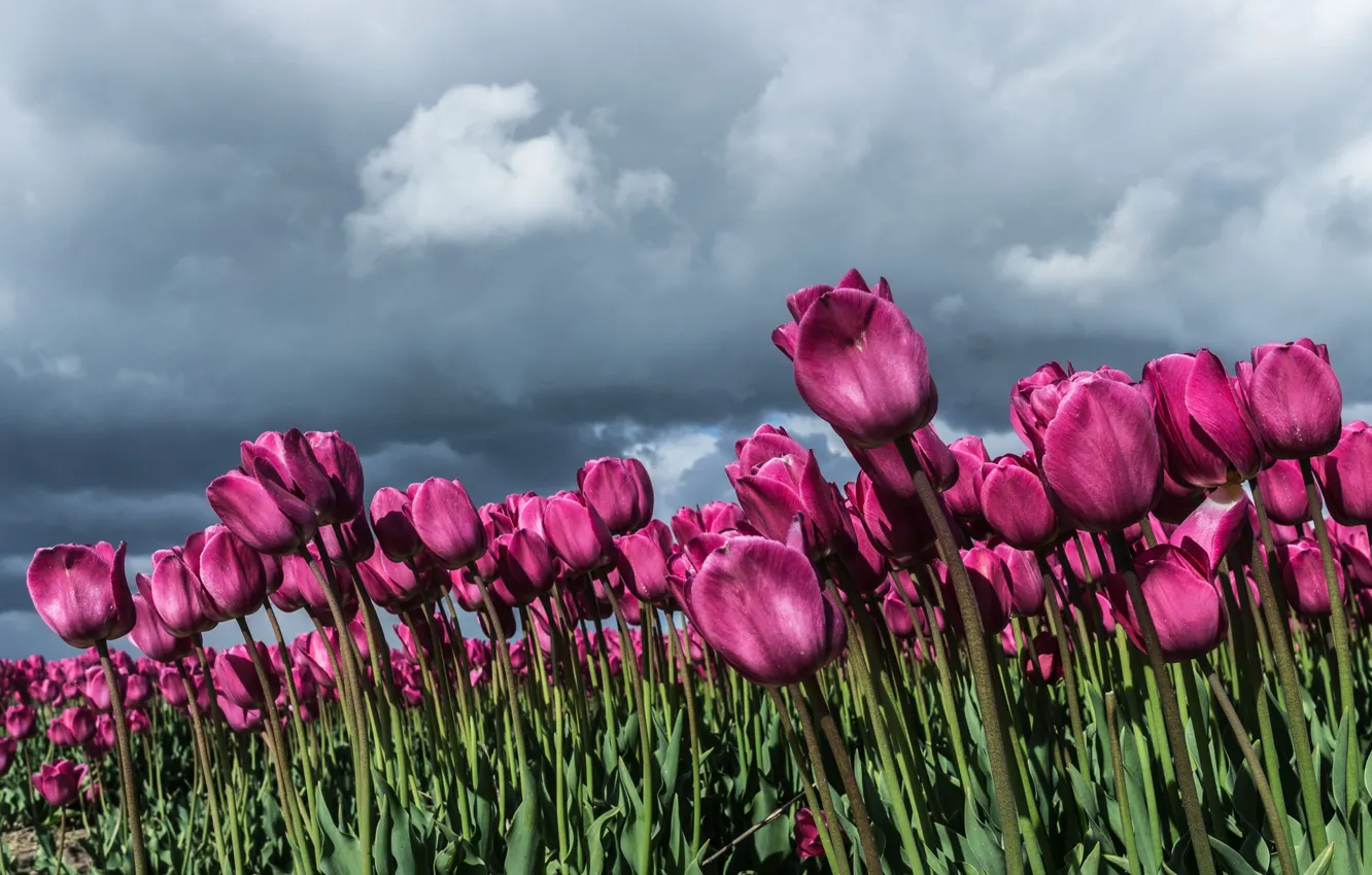 Photo wallpaper field, the sky, clouds, flowers, clouds, overcast, spring, purple