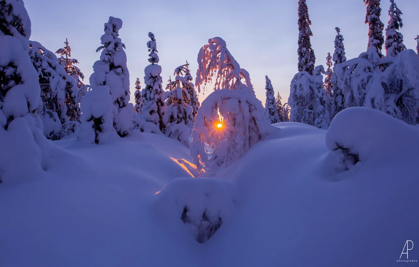 Photo wallpaper winter, forest, the sun, snow, nature