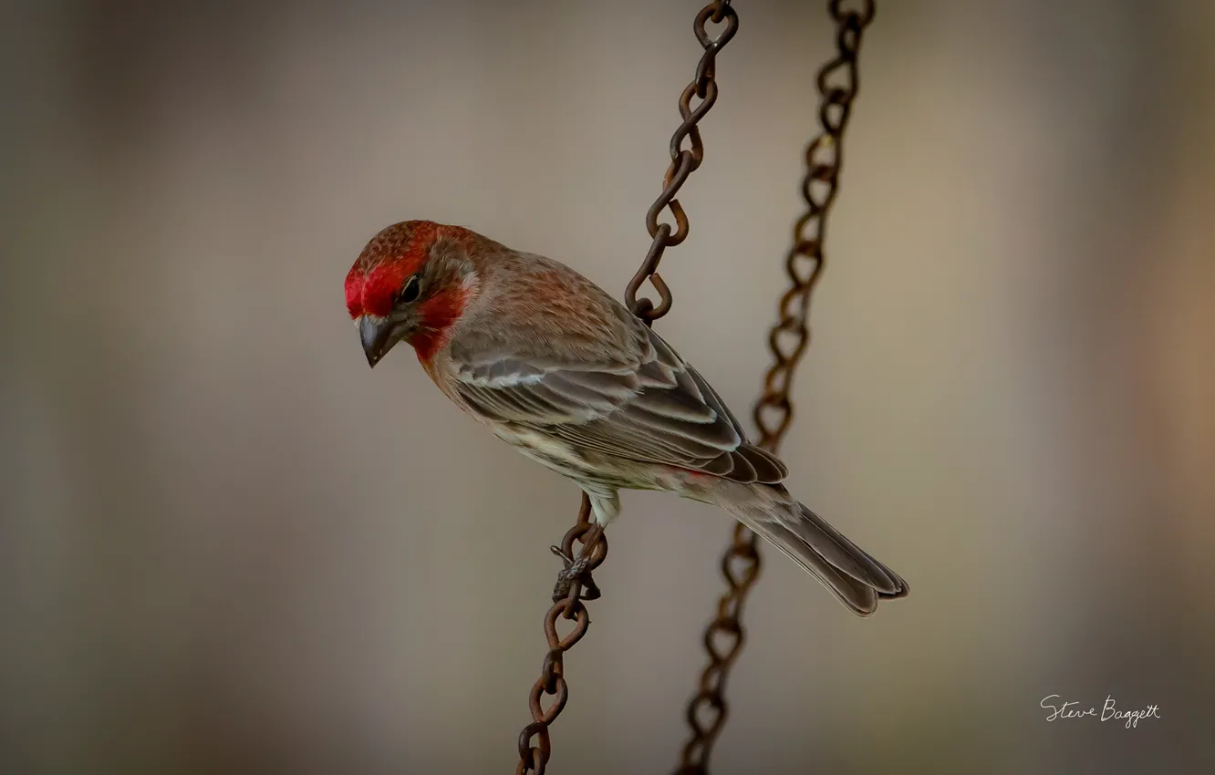 Photo wallpaper look, bird, chain, color, tail