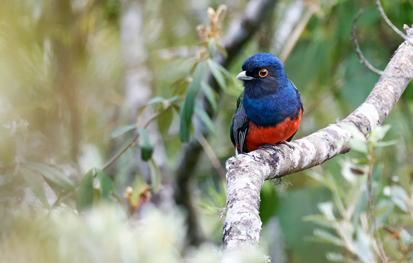 Photo wallpaper branches, blue, bird, bokeh, trogon, cuban trogon