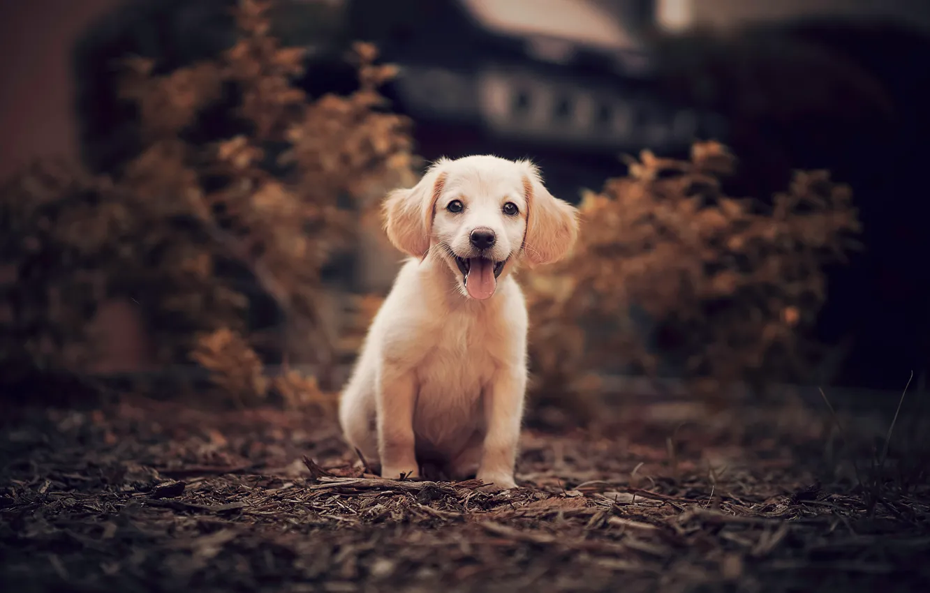 Photo wallpaper nature, puppy, doggie
