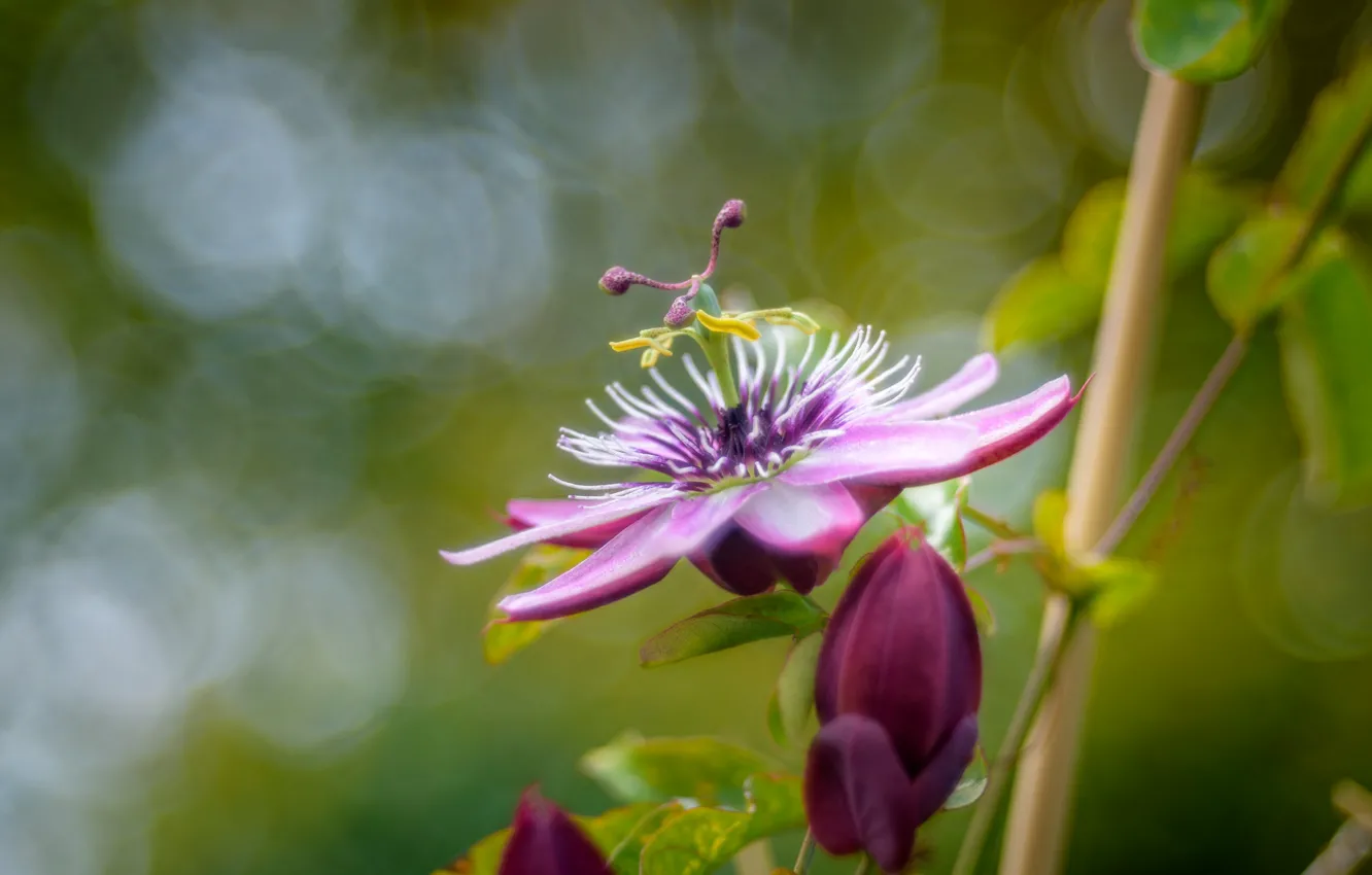 Photo wallpaper purple, macro, Passionflower