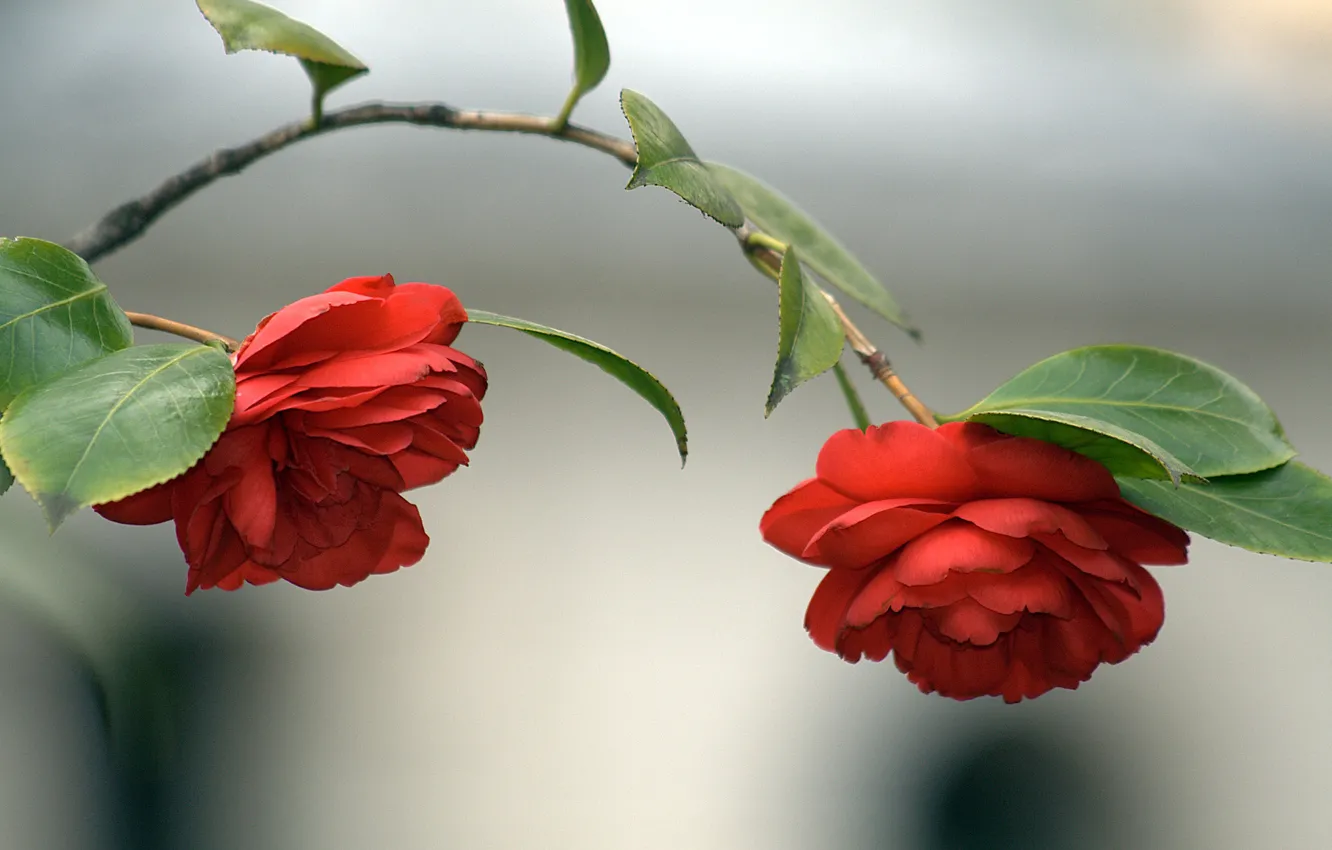 Photo wallpaper leaves, flowers, branches, red, background, Duo, bokeh, Camellia