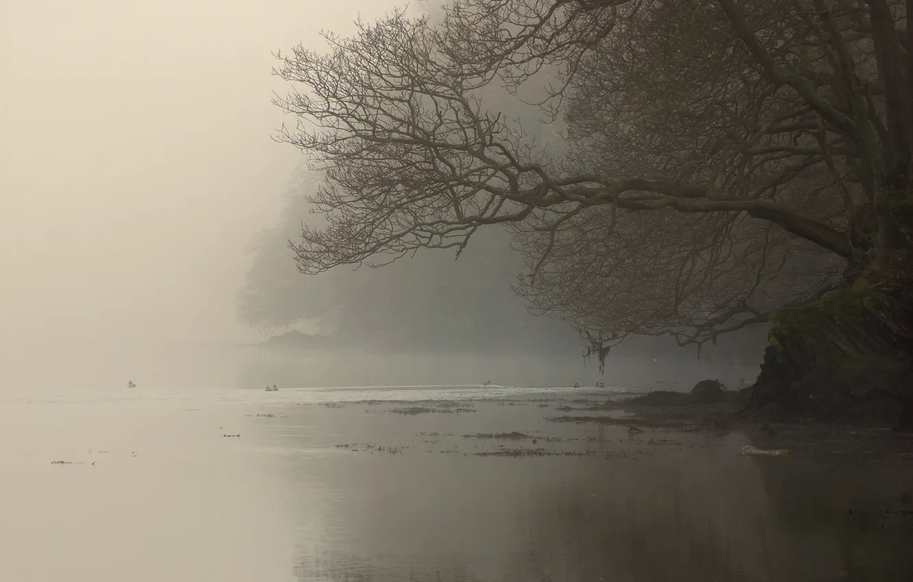 Photo wallpaper fog, river, tree, branch, shore