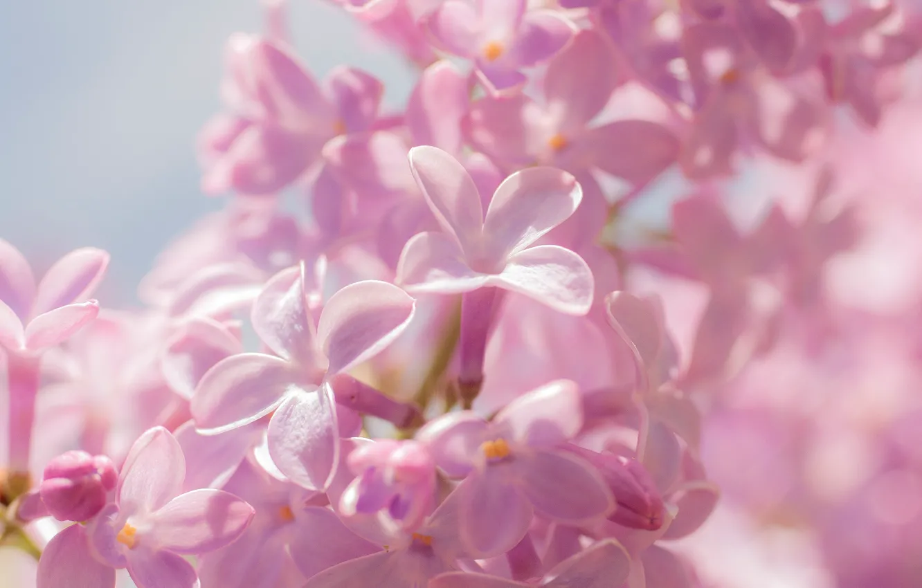 Photo wallpaper flowers, color, spring, lilac