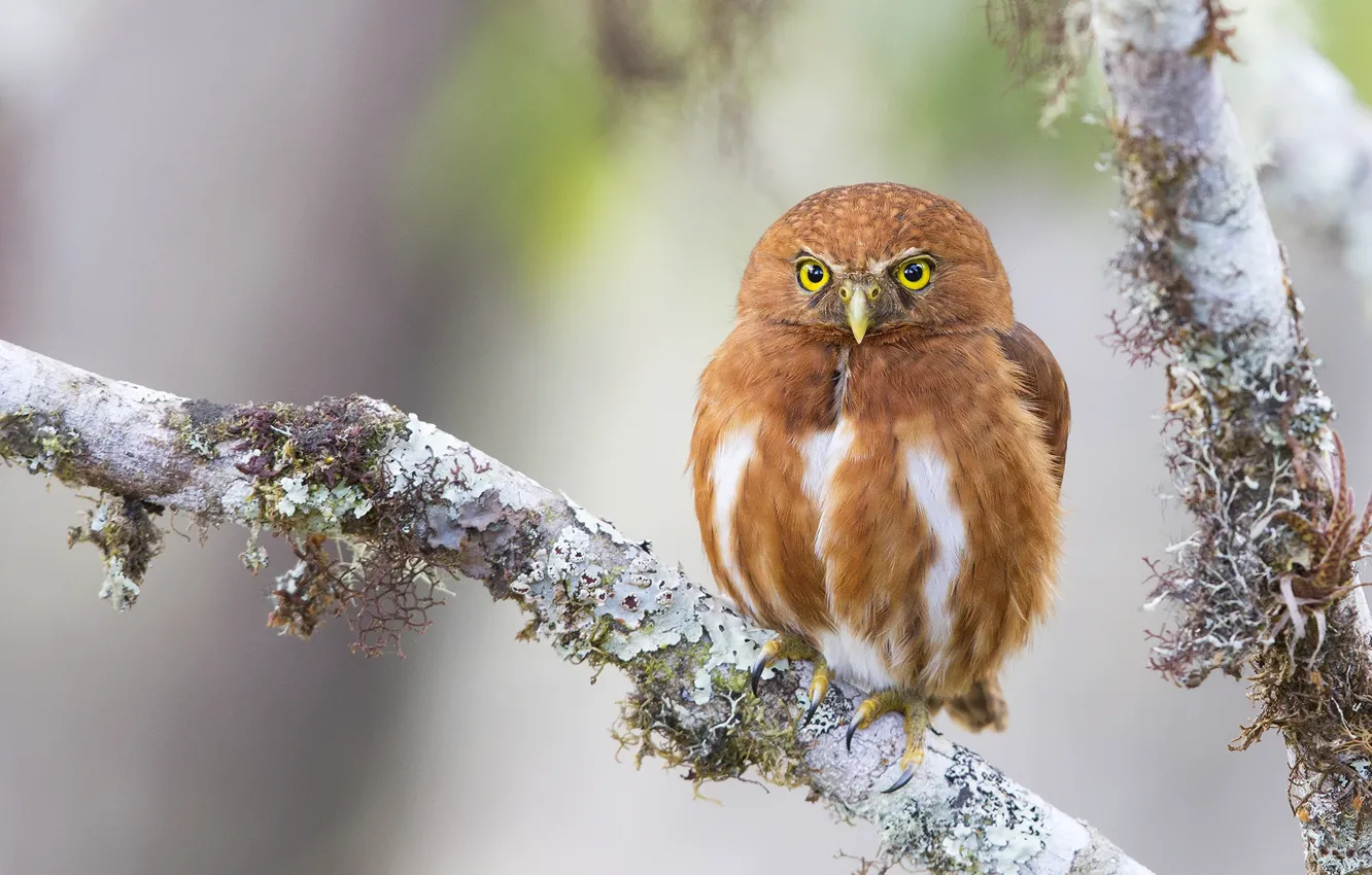 Photo wallpaper owl, branch, red