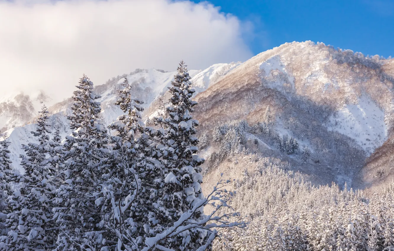 Photo wallpaper winter, frost, forest, the sky, clouds, light, snow, mountains