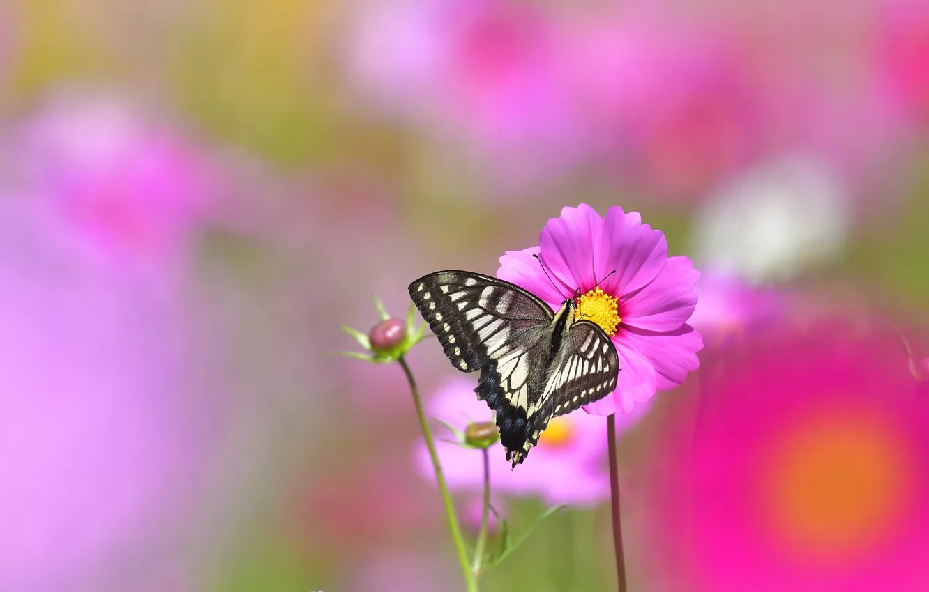 Photo wallpaper flower, summer, macro, pink, butterfly, glade, garden, bokeh