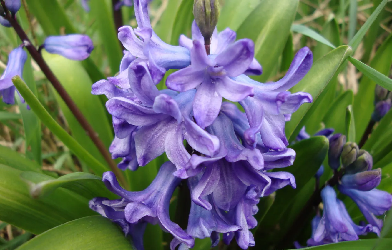 Photo wallpaper flowers, spring, hyacinths