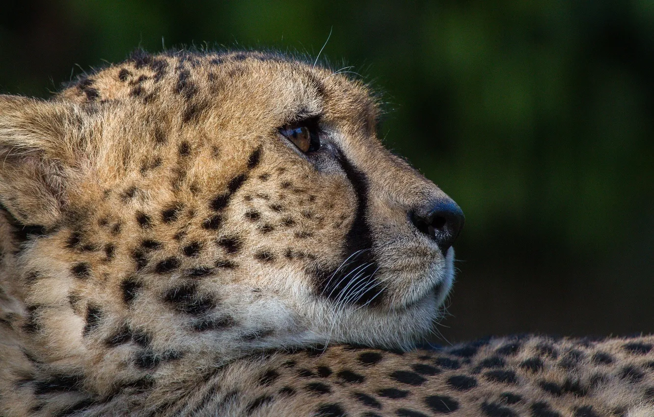 Photo wallpaper face, predator, spot, Cheetah, profile, fur, wild cat