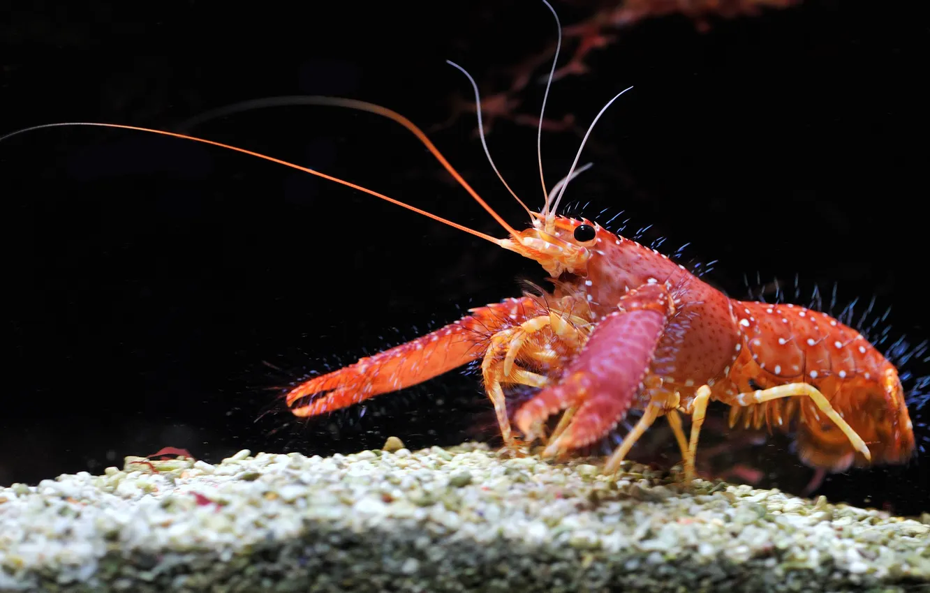Photo wallpaper mustache, water, red, stones, claws, cancers