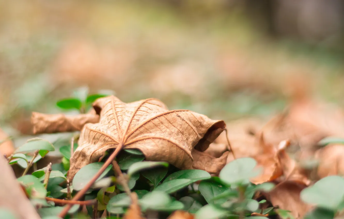 Photo wallpaper autumn, sheet, leaf, dry
