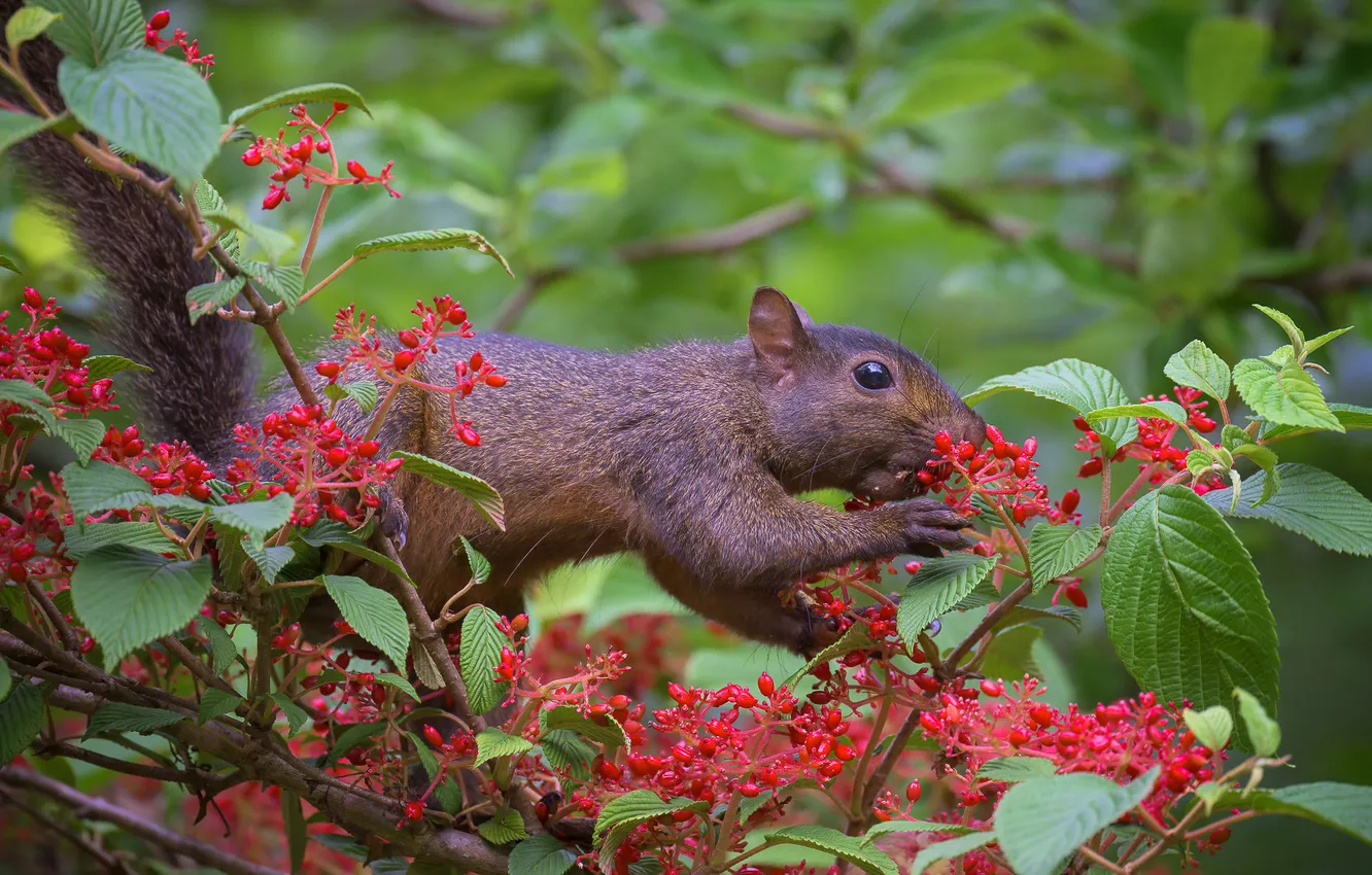 Photo wallpaper leaves, branches, pose, berries, grey, protein, fruit, the bushes