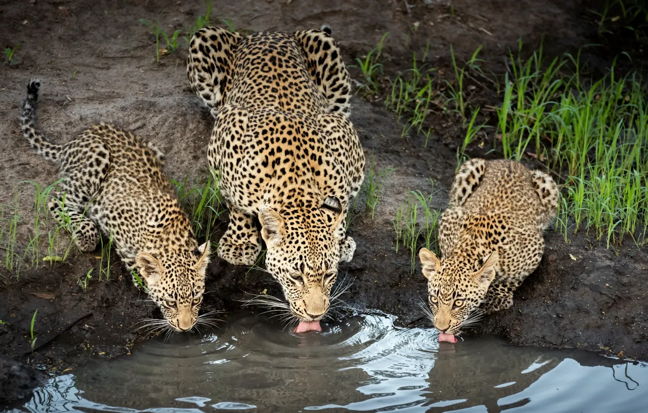 Photo wallpaper nature, drink, cheetahs