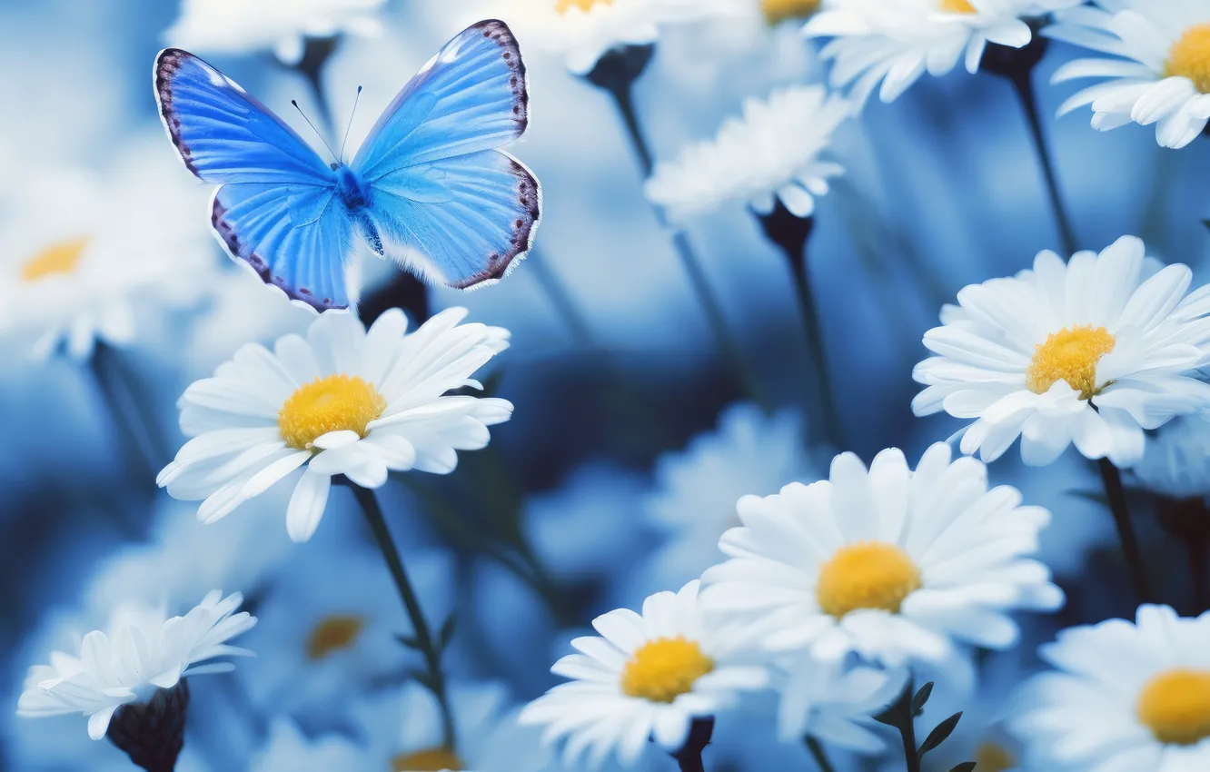 Photo wallpaper summer, flowers, blue, butterfly, glade, chamomile, spring, meadow