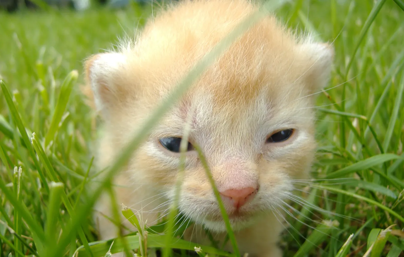 Photo wallpaper grass, young, kitten