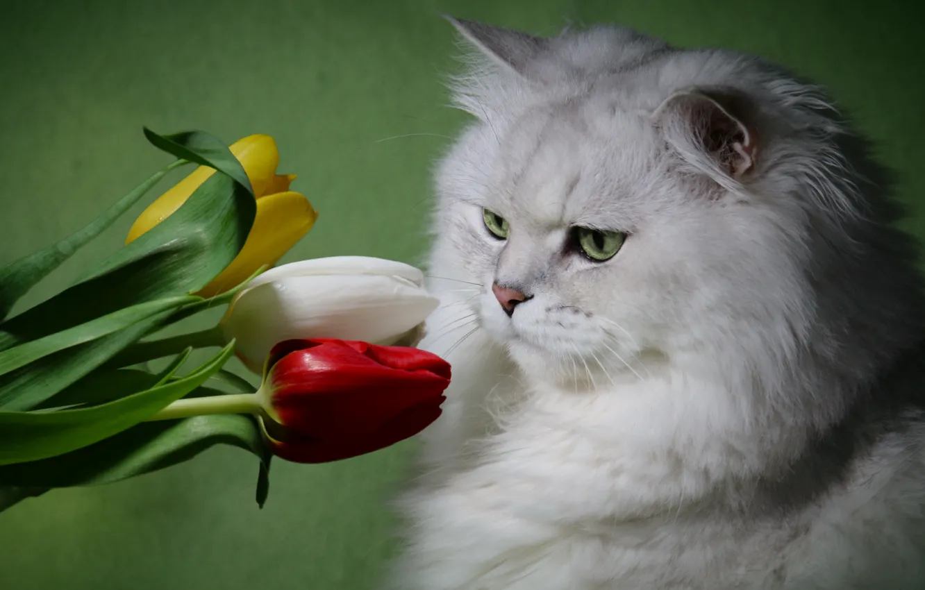 Photo wallpaper white, cat, flowers, fluffy, tulips