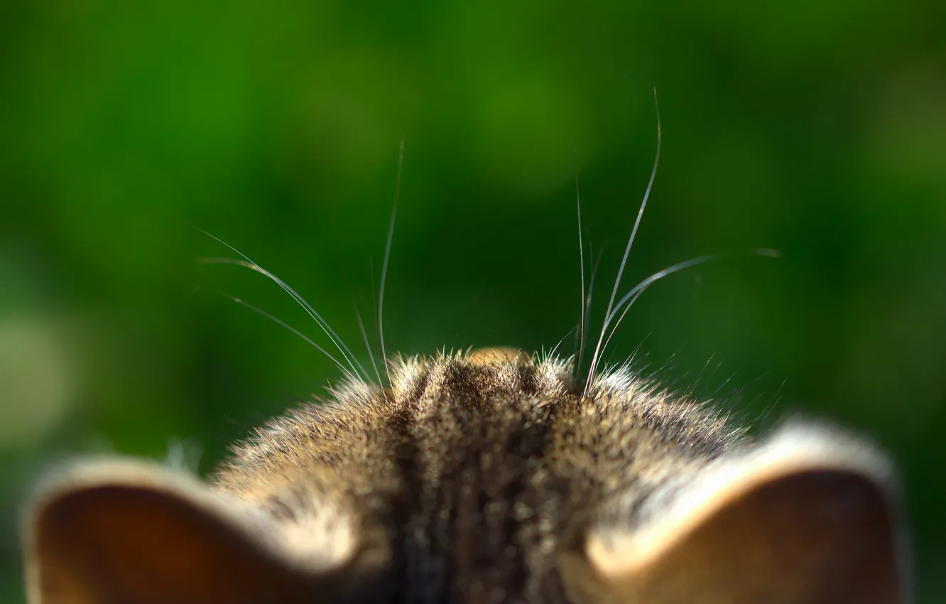 Photo wallpaper cat, mustache, background, ears