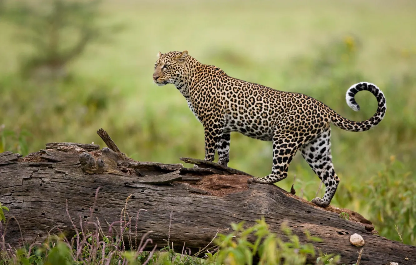 Photo wallpaper nature, predator, leopard