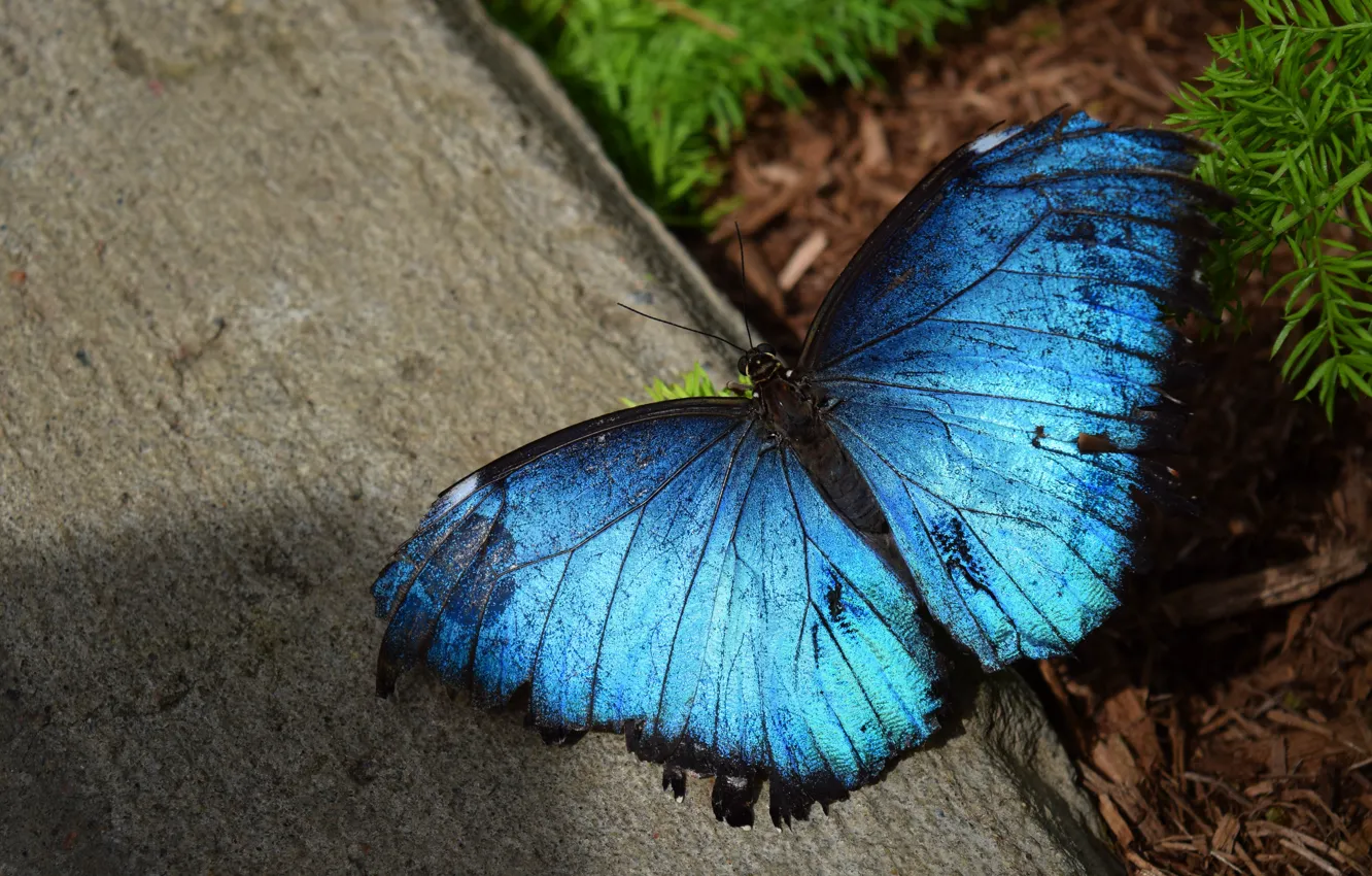 Photo wallpaper macro, blue, butterfly, concrete, morpho