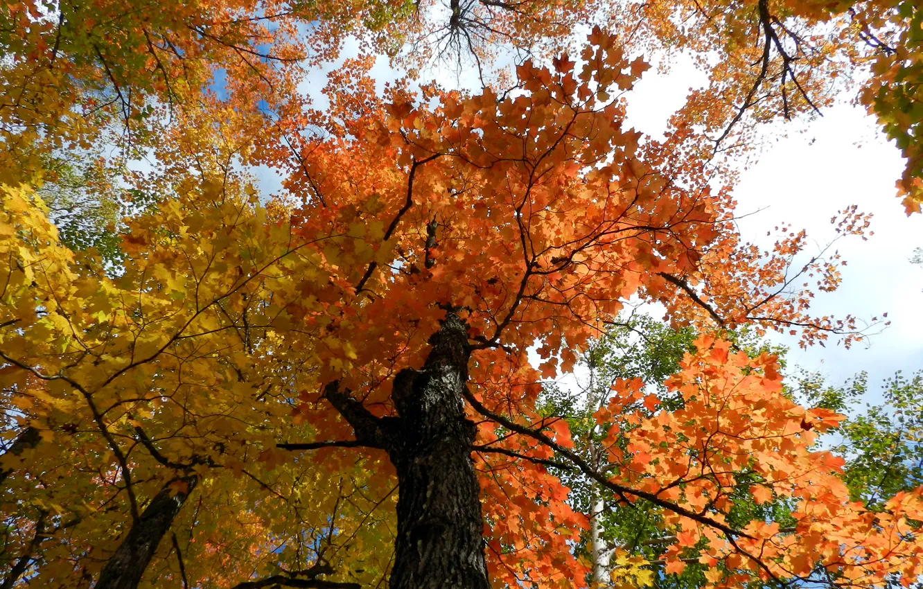 Photo wallpaper autumn, the sky, leaves, trees, branches, trunk