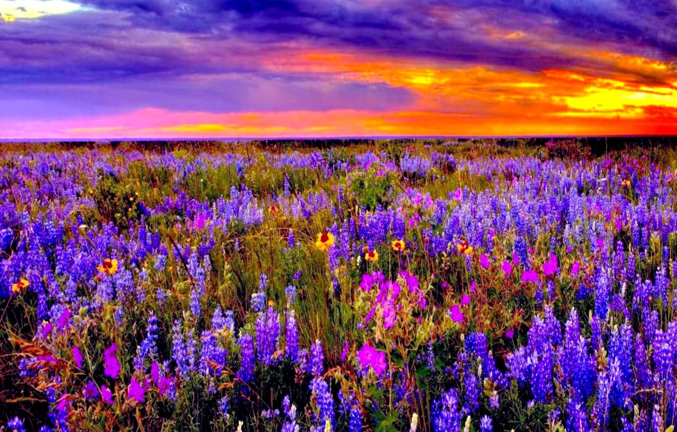 Photo wallpaper field, the sky, clouds, sunset, flowers, meadow, glow